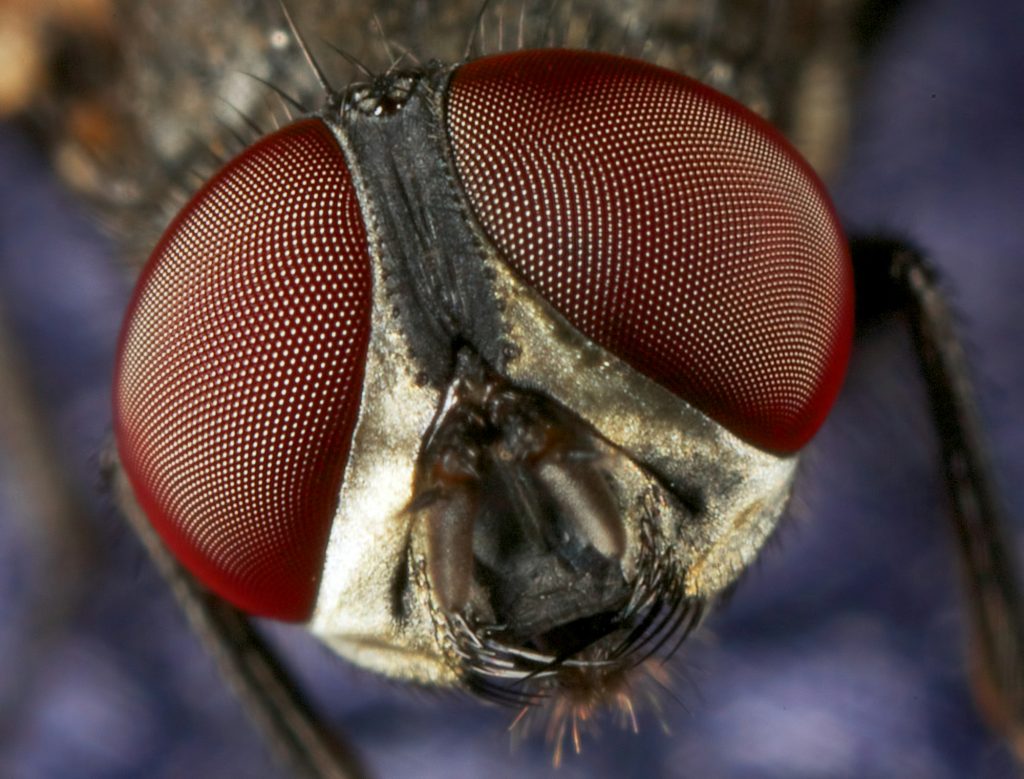 House fly