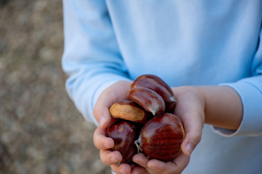 Kid holding in hands bunch of sweet chestnuts without shells. Castanea sativa. Edible chestnuts