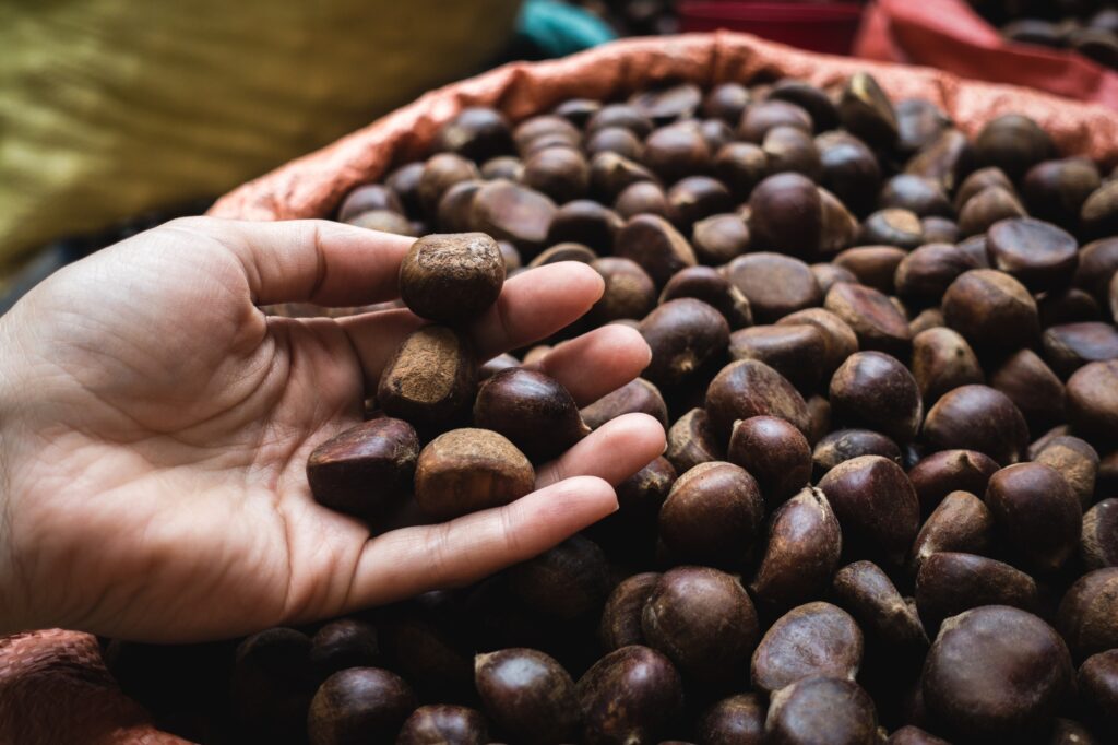 Lady picking chestnuts at a Vietnamese farmers market