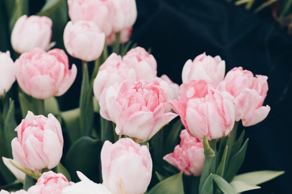 Beautiful light pink tulips bloom in the spring garden