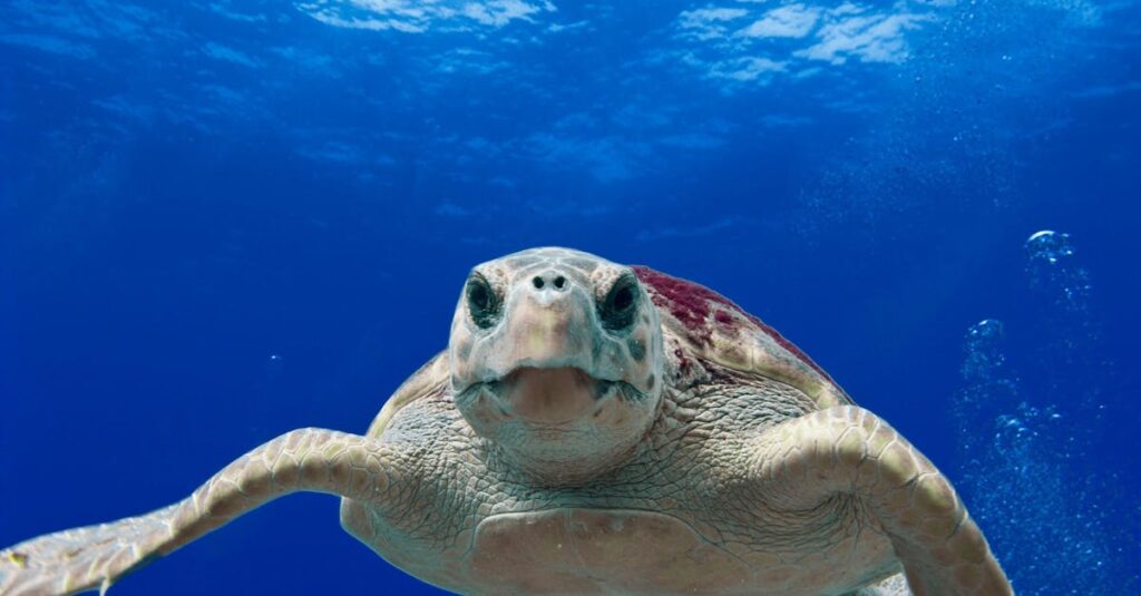 découvrez l'univers fascinant des tortues : leur habitat, leur comportement et les menaces qui pèsent sur leur survie. plongez dans cette aventure naturelle pour en apprendre davantage sur ces créatures marines et terrestres uniques.