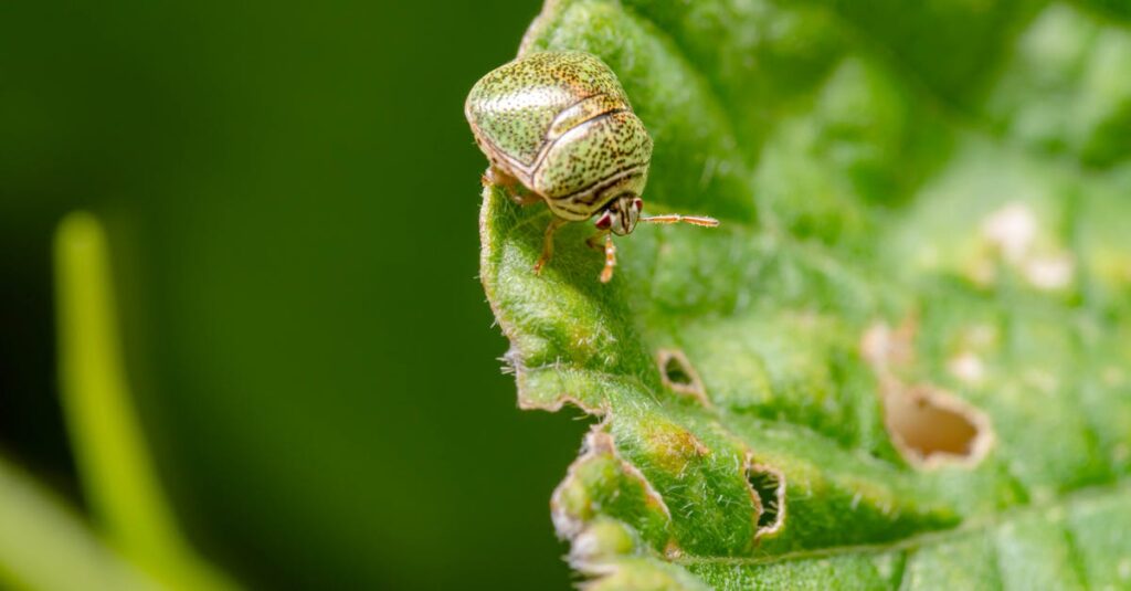 découvrez le kudzu, cette plante envahissante originaire d'asie, célèbre pour sa croissance rapide et son utilisation en médecine traditionnelle. informez-vous sur ses effets sur l'écosystème et les solutions pour contrôler sa propagation.