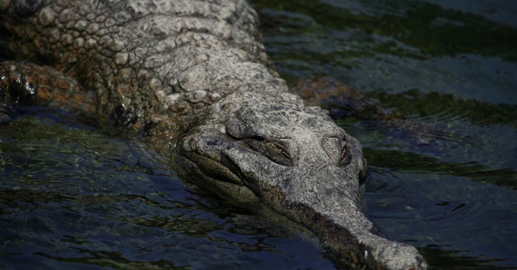 découvrez le rugissement puissant des crocodiles, un son fascinant qui résonne dans leur habitat naturel. apprenez-en davantage sur ces prédateurs majestueux et leur comportement unique.