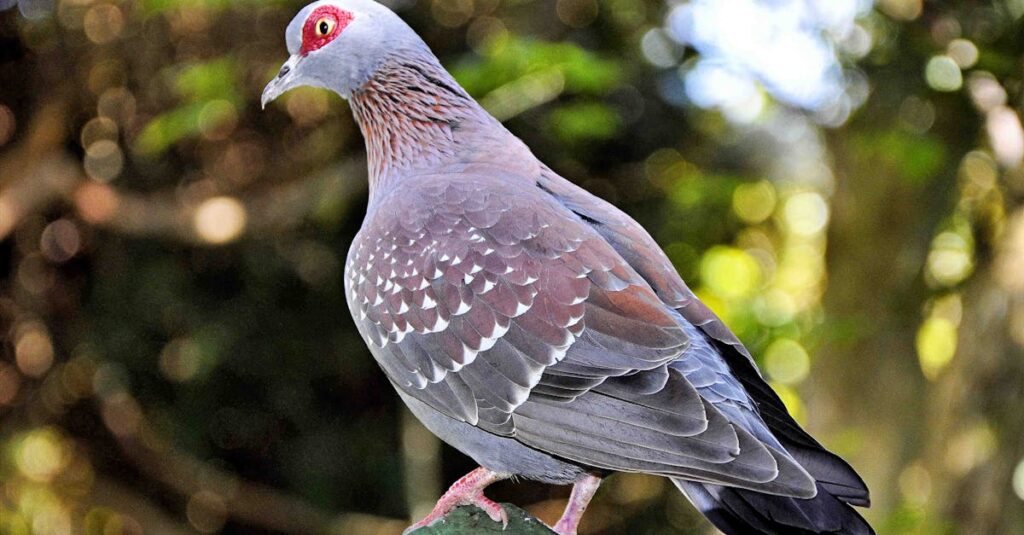 découvrez comment identifier les oiseaux morts grâce à notre guide complet. apprenez à reconnaître les espèces, à comprendre les causes de leur décès et à contribuer à la protection de la faune. informez-vous sur les meilleures pratiques pour manipuler les oiseaux morts en toute sécurité.