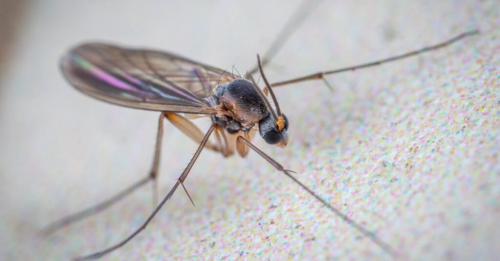 découvrez tout sur les gnats, ces petits insectes volants souvent perçus comme des nuisibles. apprenez à les identifier, connaître leur habitat, leurs comportements et des conseils pratiques pour les éliminer efficacement de votre espace de vie.