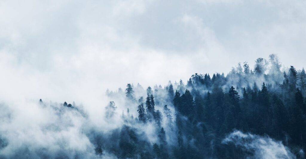 découvrez l'univers fascinant des forêts, un écosystème vital abritant une biodiversité riche et variée. explorez les bienfaits des forêts pour l'environnement, leur rôle dans la lutte contre le changement climatique et les activités récréo-touristiques que vous pouvez y pratiquer. plongez dans la beauté naturelle des forêts et apprenez à les préserver.