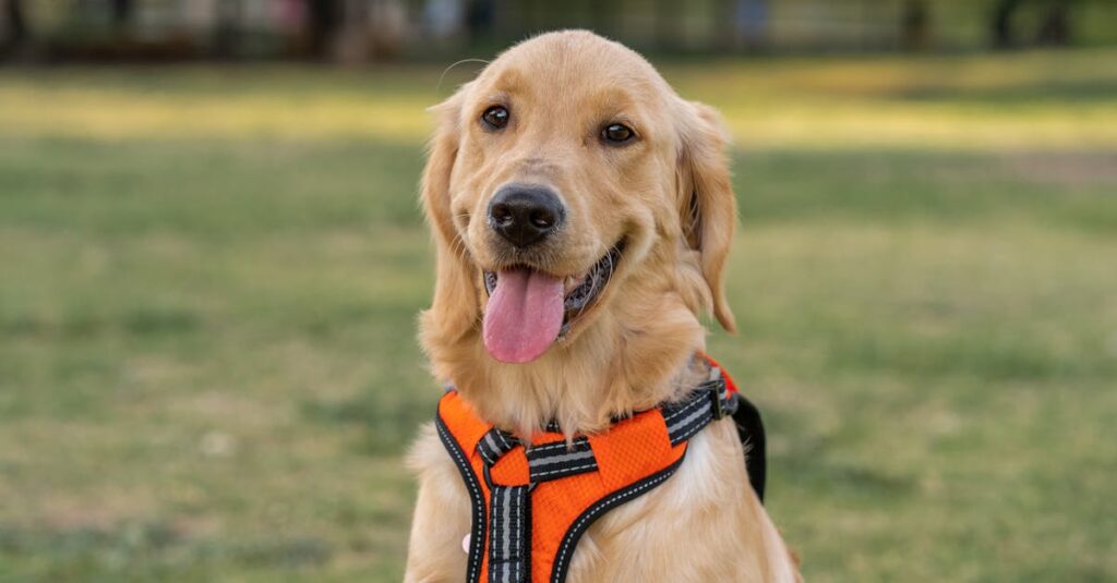 découvrez les races de chiens les plus chères au monde. apprenez-en davantage sur leurs caractéristiques, leur coût d'acquisition et les soins nécessaires pour ces compagnons prestigieux.