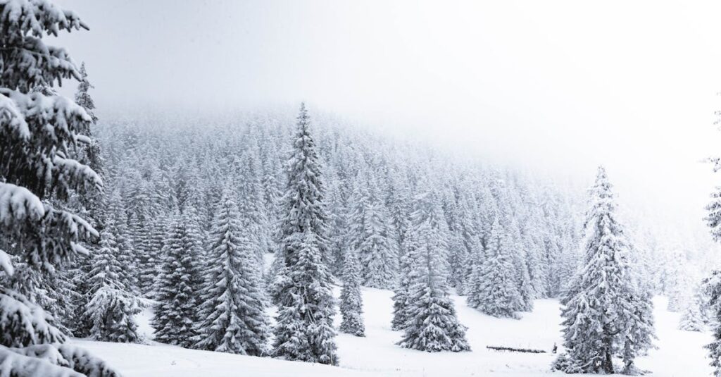 découvrez tout ce que vous devez savoir sur la température maximale : son impact sur le climat, ses conséquences sur l'environnement et des conseils pour y faire face efficacement.