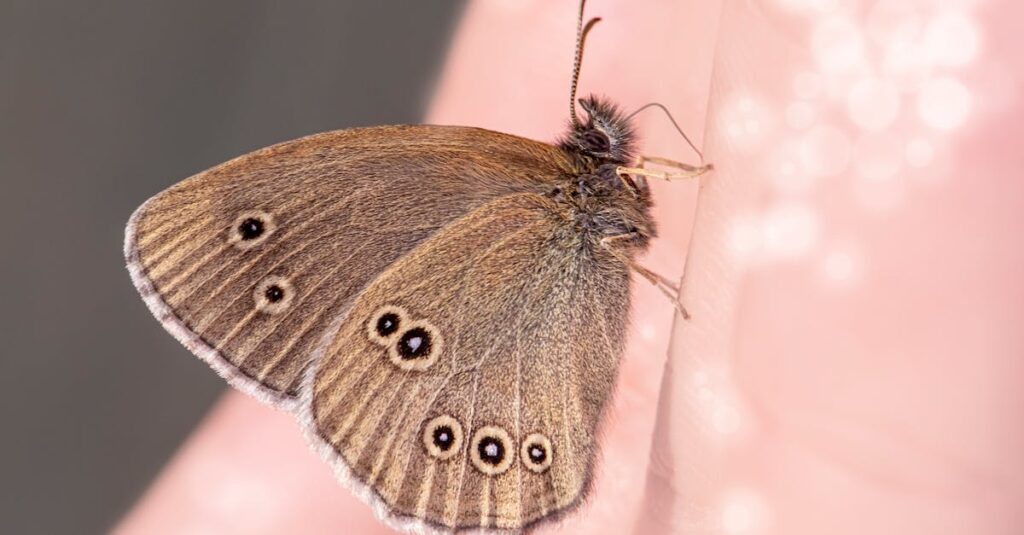 découvrez le concept fascinant de l'effet papillon, où chaque petite action peut avoir des conséquences imprévisibles et transformantes. explorez comment des événements mineurs peuvent influencer des situations complexes dans la nature, la physique et même la vie quotidienne.
