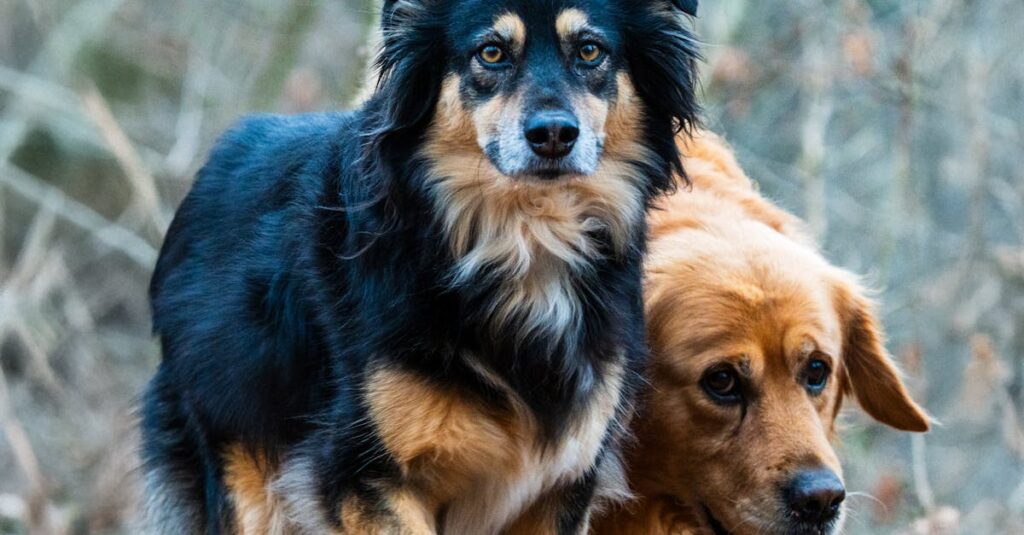 découvrez les chiens de bande dessinée les plus célèbres qui ont apporté joie et humour à des générations de lecteurs. plongez dans l'univers coloré de ces personnages canins emblématiques et explorez leurs aventures hilarantes.
