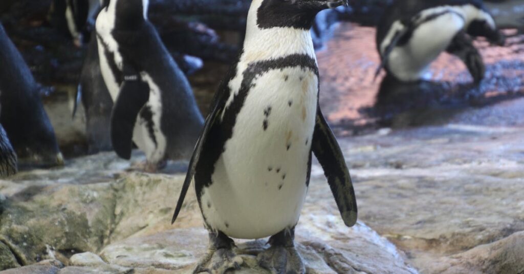 découvrez le fascinant monde des pingouins, ces oiseaux marins adorés pour leurs démarches comiques et leur vie en colonies. apprenez tout sur leur habitat, leur évolution et les défis qu'ils affrontent dans un environnement en constante évolution.