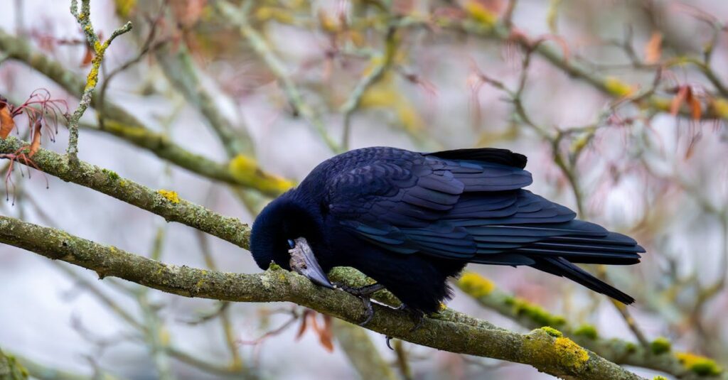 découvrez l'univers fascinant des superstitions : leurs origines, leurs significations et leur impact sur nos croyances et comportements quotidiens. plongez dans ce voyage à travers les croyances souvent étranges qui ont façonné la culture et la société au fil des siècles.
