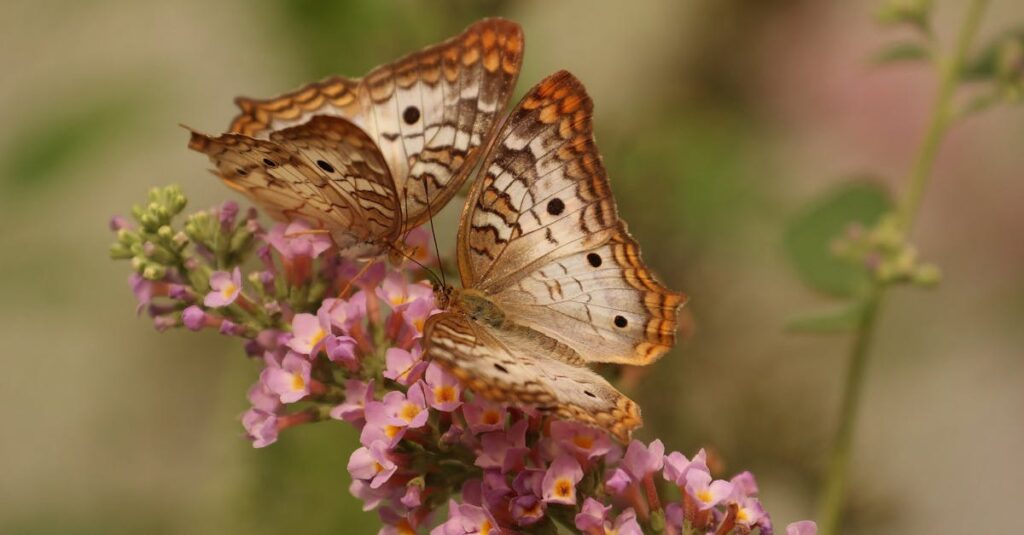 découvrez l'univers fascinant des papillons : leurs différentes espèces, leur cycle de vie, et leur rôle essentiel dans l'écosystème. apprenez à les observer et à les protéger dans leur habitat naturel.