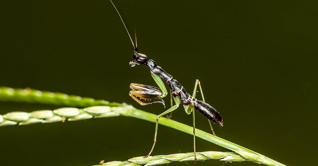 découvrez l'univers fascinant des mantises, des insectes aux formes étonnantes et aux comportements surprenants. apprenez tout sur leurs habitats, leurs techniques de chasse et leur rôle essentiel dans l'écosystème.