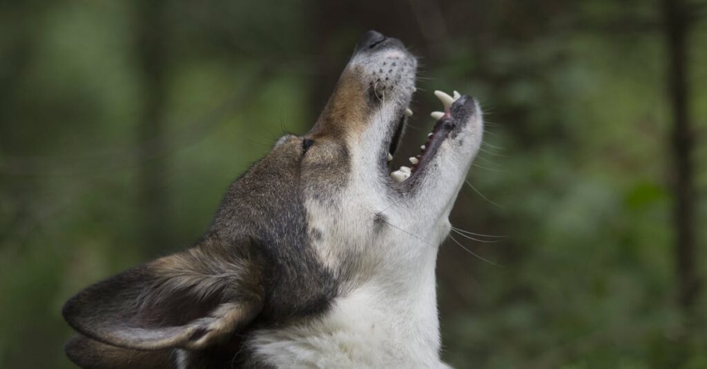 plongez dans l'univers captivant de 'howling', une expérience immersive où le mystère et l'angoisse se mêlent dans un récit palpitant. découvrez les secrets des loups-garous et explorez les profondeurs de la peur dans cette aventure à couper le souffle.