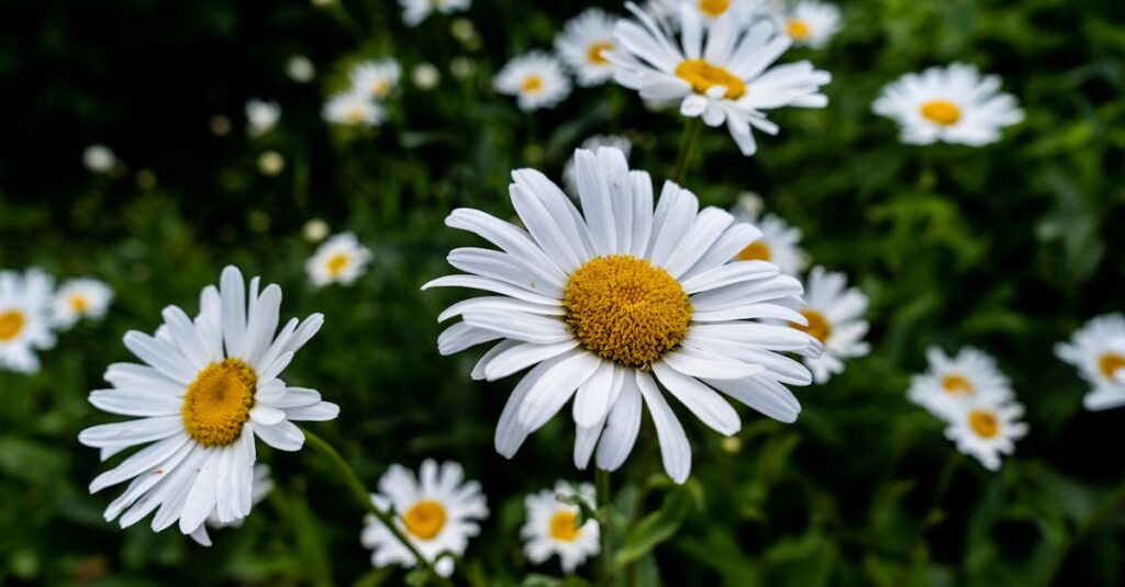découvrez l'univers enchanteur de daisy, un symbole de beauté et de fraîcheur. explorez ses significations, son histoire et comment cette plante délicate, souvent associée à l'innocence, peut illuminer votre jardin ou égayer votre intérieur.