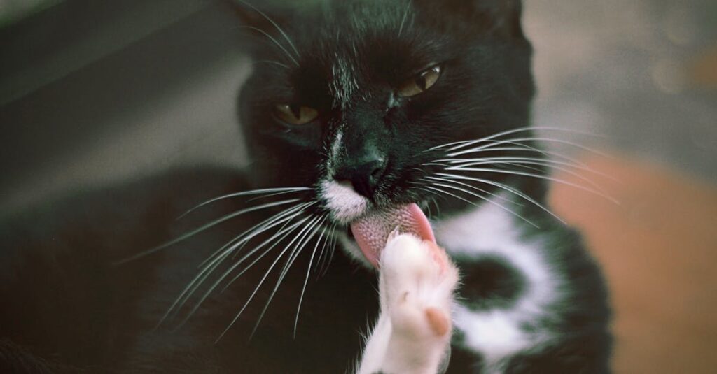 découvrez le comportement fascinant des chats, des astuces pour comprendre leurs attitudes et apprendre à mieux interagir avec vos compagnons félins. des conseils pratiques pour améliorer votre relation avec eux.