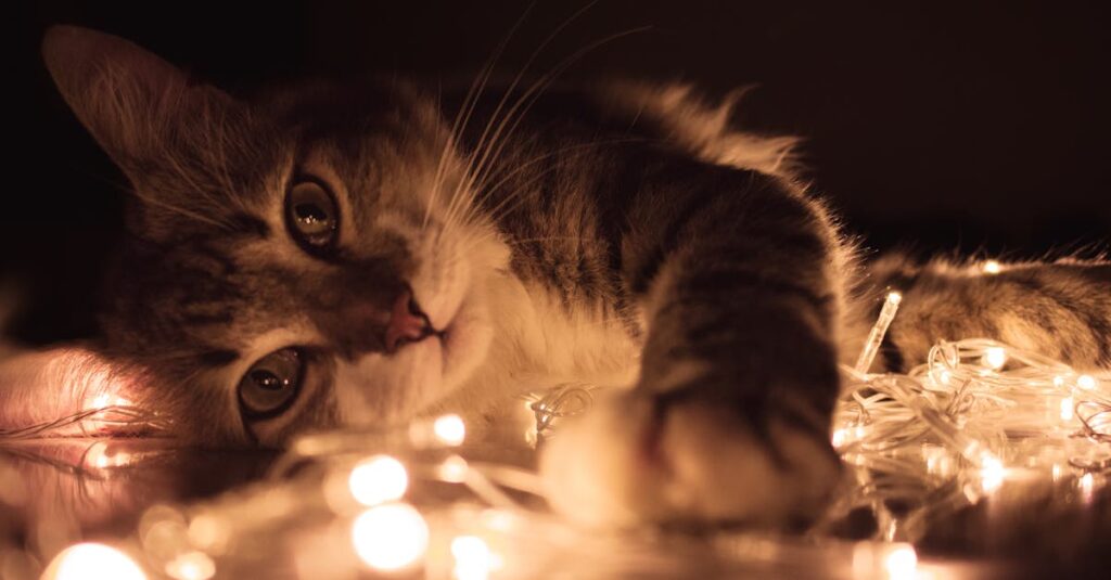 découvrez le monde fascinant des chats : leurs comportements, soins essentiels, et les meilleures races pour votre foyer. apprenez tout ce qu'il faut savoir pour chérir et bien élever votre compagnon félin.
