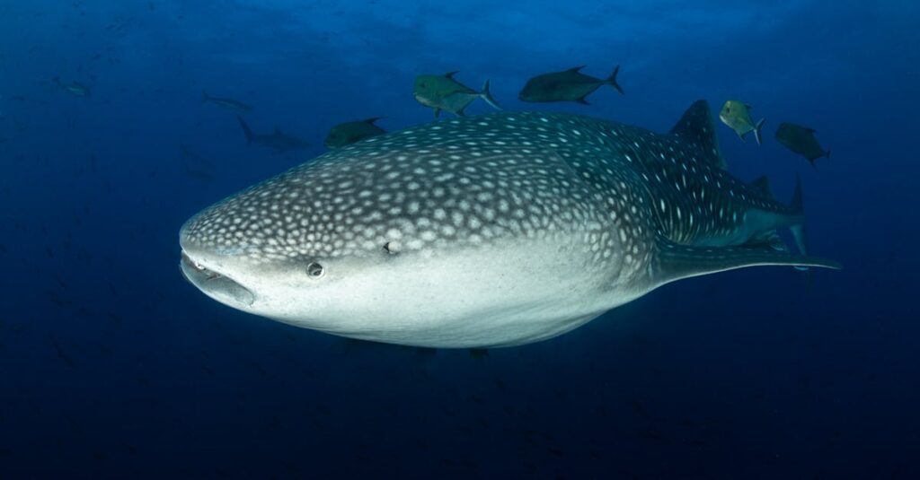 découvrez le requin-baleine, le plus grand poisson de la mer, célèbre pour sa taille impressionnante et sa douceur. apprenez-en plus sur son habitat, son alimentation et son comportement fascinant dans cet article complet.
