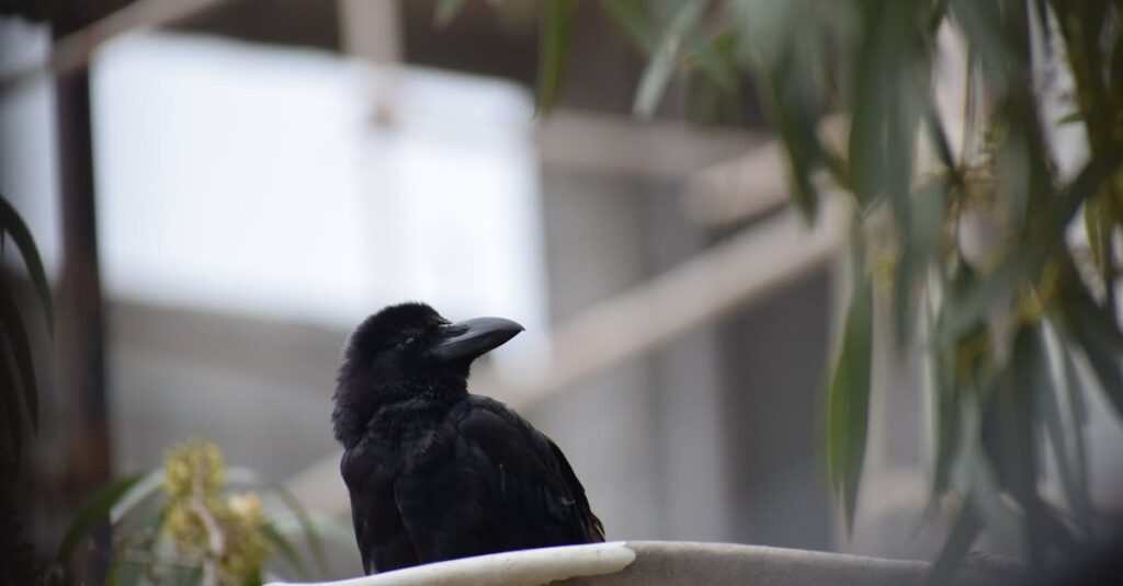 découvrez le monde fascinant des corbeaux, des oiseaux intelligents et mystérieux, symboles de sagesse et de mystère. explorez leur habitat, leurs comportements sociables et leur rôle dans les écosystèmes.