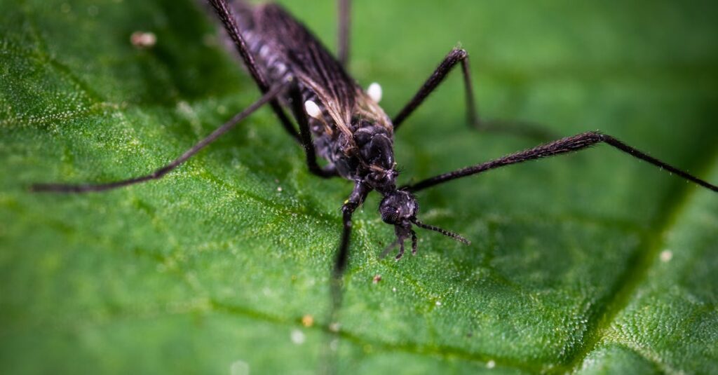 découvrez tout ce qu'il faut savoir sur la durée de vie des moustiques, de leur cycle de vie fascinant à leurs différentes étapes de développement. apprenez comment les facteurs environnementaux influencent leur longévité et les implications pour la santé publique.