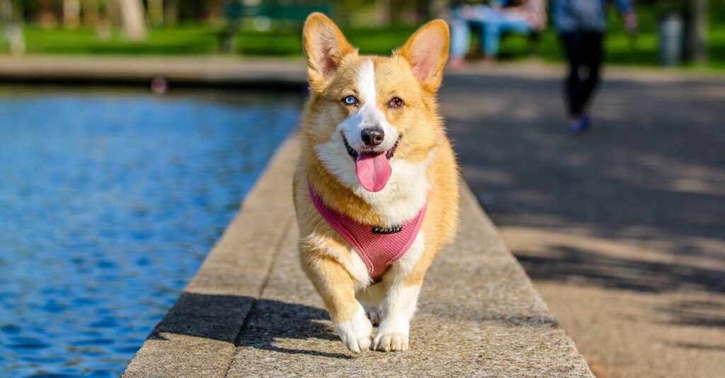 découvrez la race de chien la plus rapide du monde ! apprenez tout sur les caractéristiques incroyables, l'histoire et les besoins spécifiques de ce coursier exceptionnel. que vous soyez passionné de chiens ou simplement curieux, cette exploration vous révèlera pourquoi ces animaux sont les véritables champions de la vitesse.