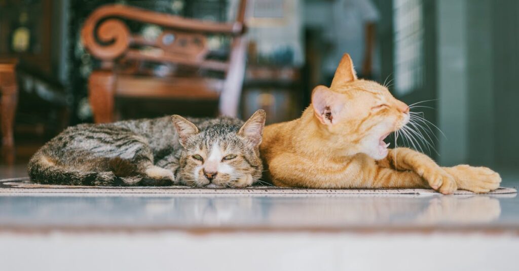 découvrez l'univers fascinant des chats : conseils de soins, comportements, races et anecdotes touchantes. plongez dans le monde de ces compagnons à quatre pattes et apprenez à mieux les comprendre et les aimer.