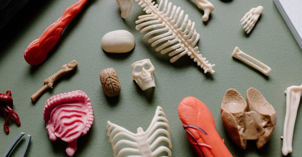 découvrez tout sur le fémur, l'os long et robuste de la cuisse, essentiel pour le soutien du corps, la locomotion et la mobilité. explorez sa anatomie, ses fonctions, ainsi que les blessures et pathologies qui peuvent l'affecter.