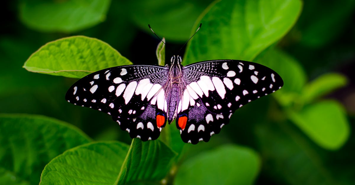 découvrez le monde fascinant des papillons ! explorez leur diversité, leur cycle de vie et leur rôle crucial dans l'écosystème. plongez dans l'univers coloré et magique de ces insectes ailés.