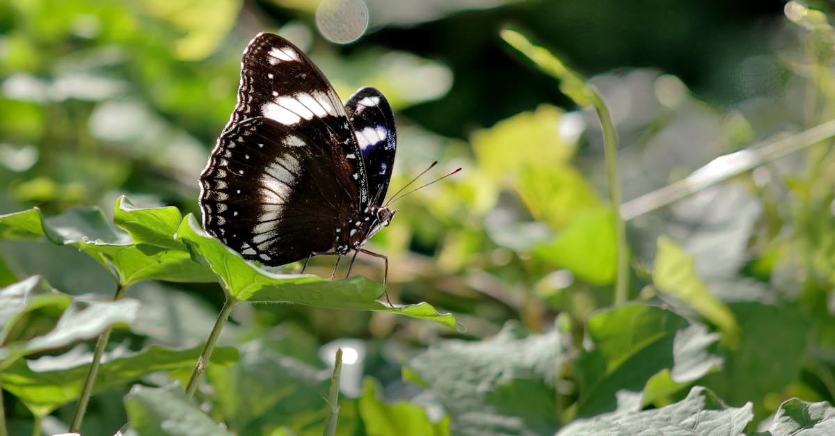 découvrez le phénomène du 'butterfly effect', une idée fascinante en théorie du chaos où de petits changements peuvent entraîner des conséquences imprévisibles. explorez comment ce concept s'applique à divers domaines, de la météorologie à la psychologie, et apprenez comment de simples actions peuvent avoir un impact significatif sur le monde qui nous entoure.