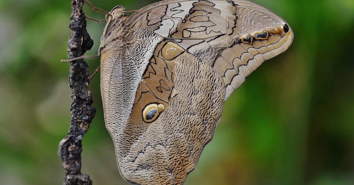 découvrez le phénomène du 'butterfly effect', où de petits événements peuvent entraîner de grandes conséquences. explorez les implications de ce concept fascinant en science, en philosophie et dans notre vie quotidienne.