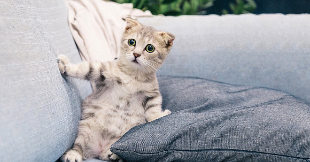 découvrez l'univers fascinant des chats, ces compagnons fidèles et mystérieux. apprenez-en plus sur leurs comportements, leurs soins, et comment les intégrer harmonieusement dans votre vie quotidienne.