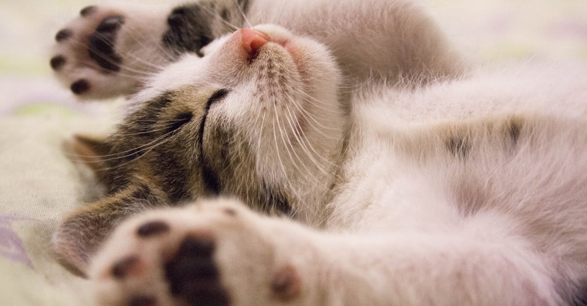 découvrez tout ce que vous devez savoir sur les chats : leur comportement, leur alimentation, leurs soins et leurs caractéristiques. plongez dans l'univers fascinant des félins et apprenez comment prendre soin de votre compagnon à quatre pattes.