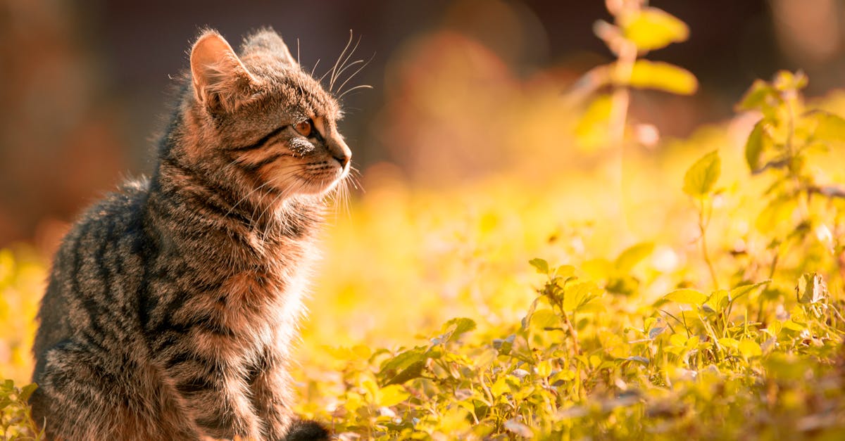 découvrez l'univers fascinant des chats : des conseils sur leur entretien, leur comportement, leur santé et des anecdotes amusantes sur ces compagnons à fourrure. apprenez à mieux comprendre votre félin et offrez-lui une vie épanouissante.