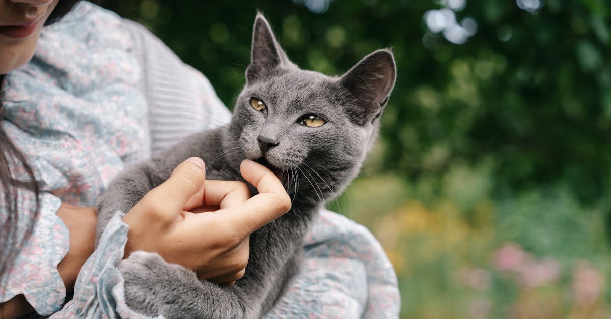 découvrez le comportement fascinant des chats : leurs habitudes, leurs besoins et comment interpréter leurs attitudes pour mieux comprendre votre compagnon félin.