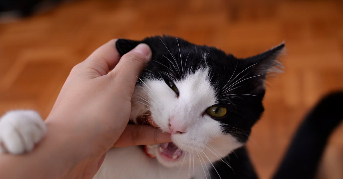 découvrez le comportement fascinant des chats : des astuces pour comprendre leur langage, identifier leurs besoins et renforcer votre lien avec votre félin.