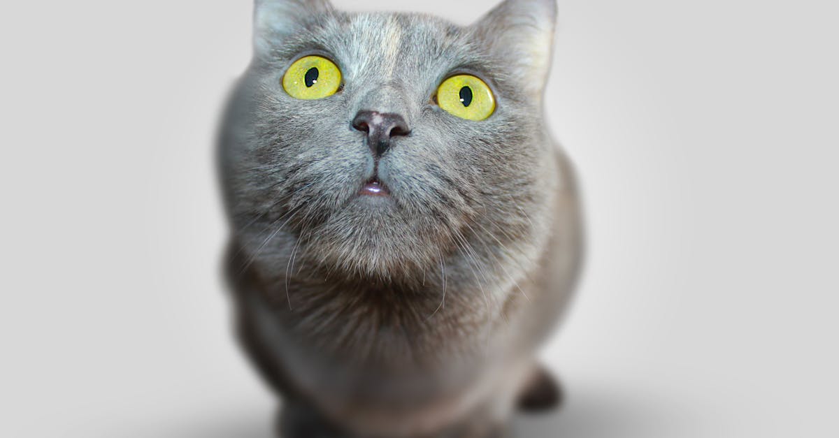 découvrez le comportement fascinant des chats, comprenant leurs habitudes, langages et interactions. apprenez à mieux comprendre votre félin et à enrichir votre relation avec lui.