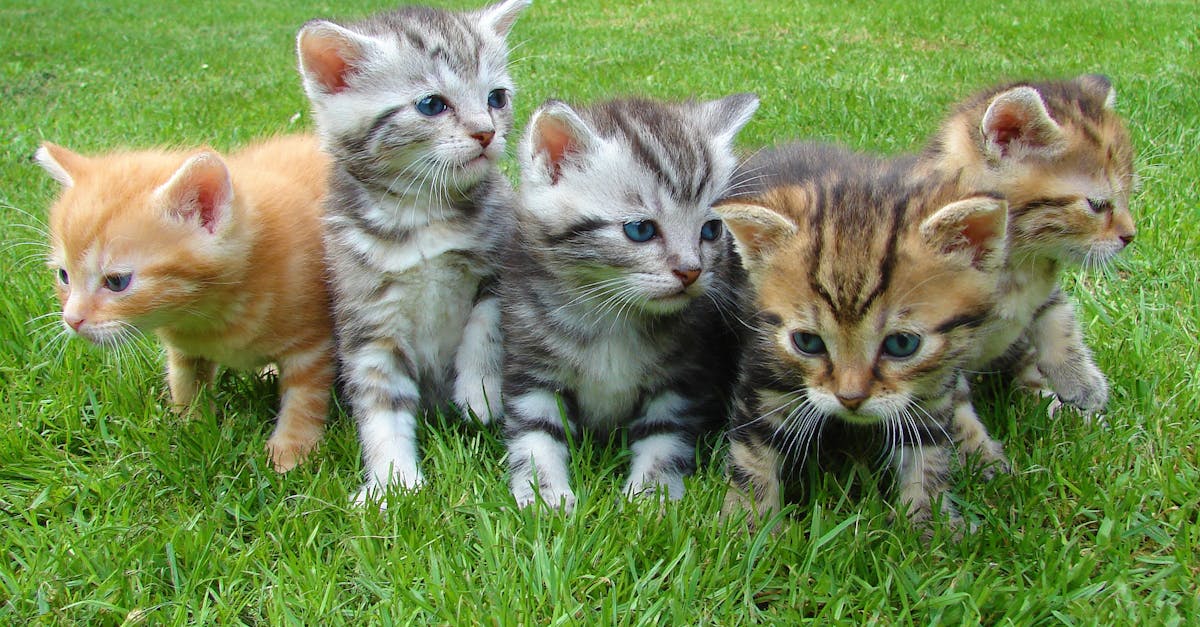 découvrez l'univers fascinant des chats : ces compagnons félins adorables, leurs comportements, soins et conseils pour les chouchouter au quotidien.