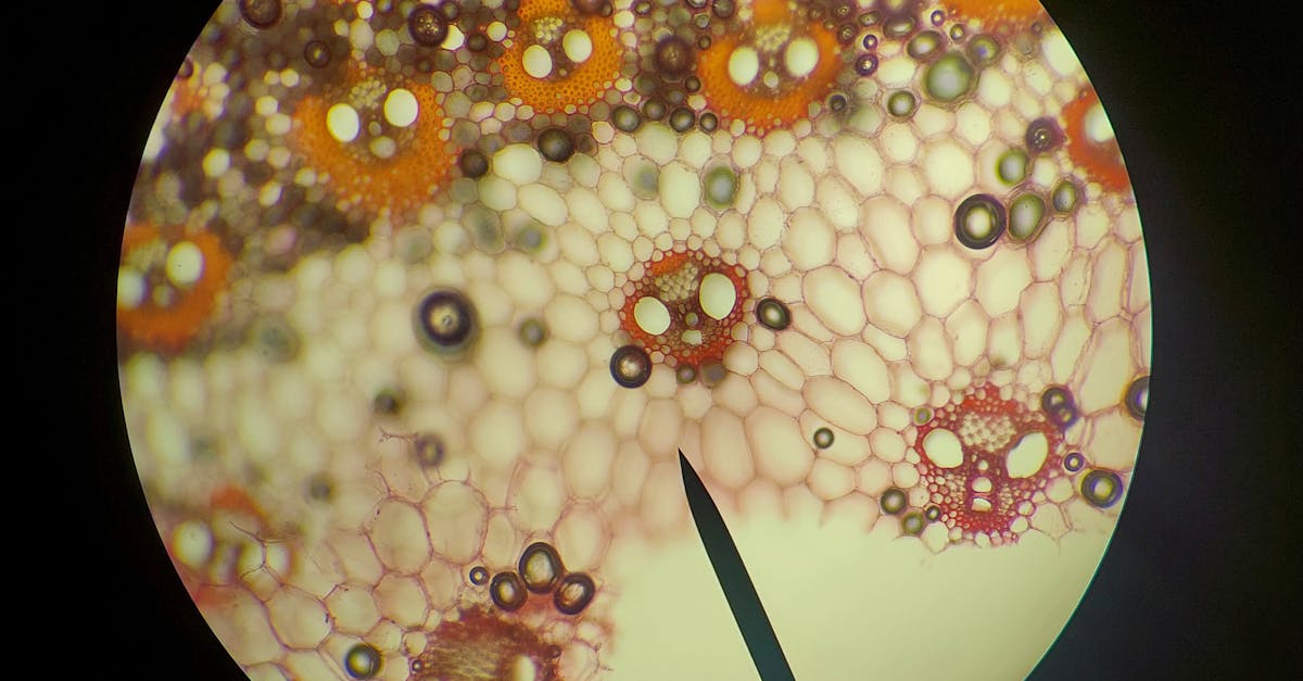 découvrez tout sur les cellules : leur structure, leur fonction et leur importance dans les organismes vivants. explorez les différents types de cellules et leur rôle essentiel dans la biologie.