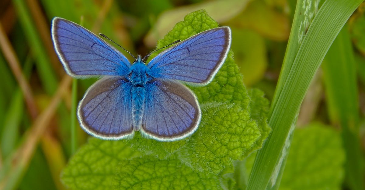 découvrez le channa argus, un poisson d'eau douce fascinant connu pour sa beauté et son comportement unique. apprenez-en plus sur ses habitats, ses besoins en aquariums et son rôle écologique.