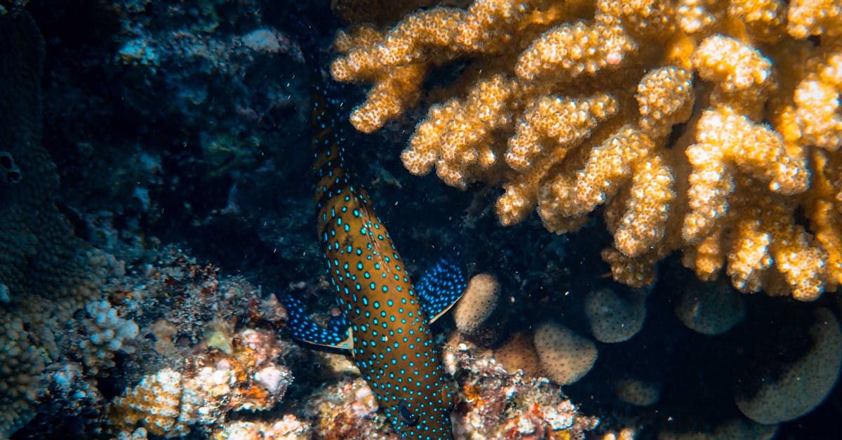 découvrez le channa argus, un poisson d'eau douce fascinant originaire d'asie ! apprenez tout sur ses caractéristiques, son habitat naturel, et son élevage. explorez les soins nécessaires pour garder ce prédateur dans un aquarium grâce à nos conseils d'experts.