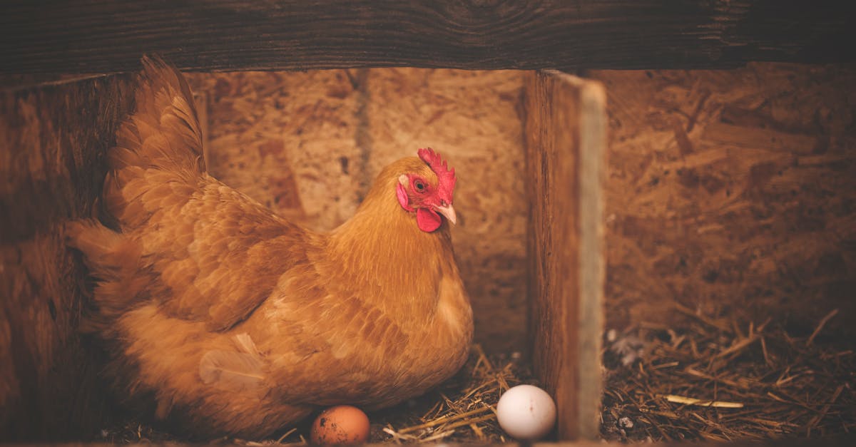 découvrez des recettes savoureuses à base de poulet, des astuces de cuisson et des conseils pour préparer des plats délicieux qui raviront vos proches.