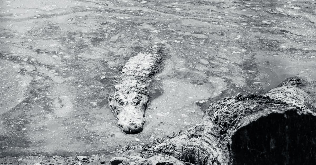 découvrez le rugissement puissant et fascinant du crocodile, un son emblématique de la nature sauvage. plongez dans l'univers de ces reptiles majestueux et apprenez comment leur cri unique joue un rôle crucial dans leur habitat.