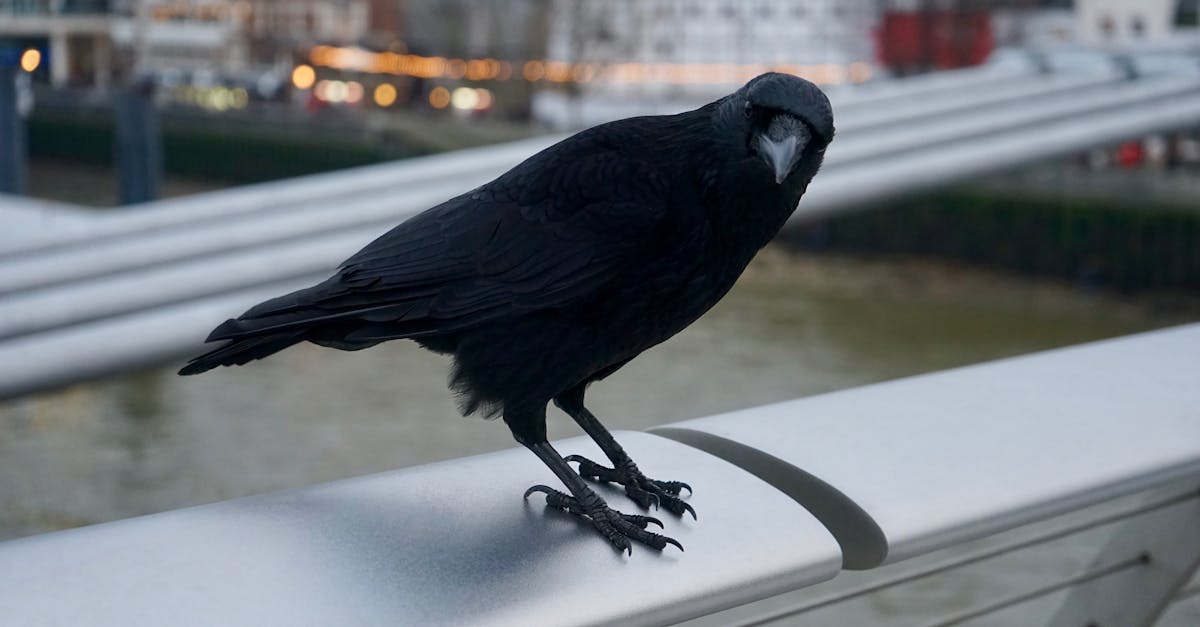 découvrez l'univers fascinant de la corneille : ses comportements intelligents, son habitat naturel, et son rôle dans l'écosystème. apprenez à mieux connaître cet oiseau emblématique et ses caractéristiques uniques.