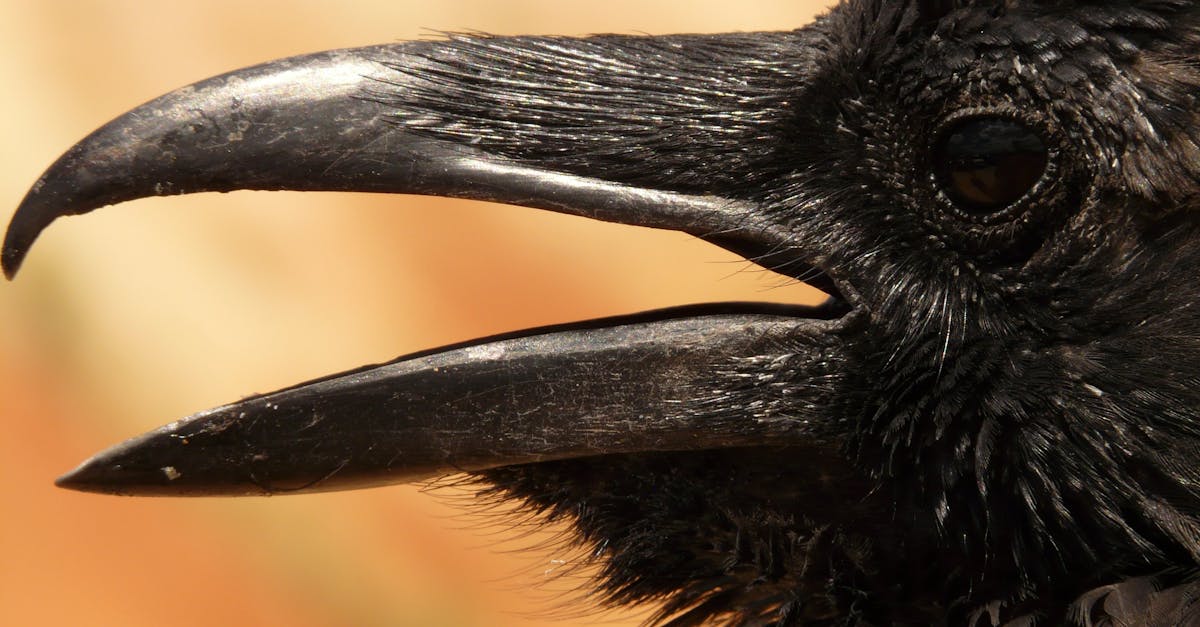 découvrez l'univers fascinant des jeunes corbeaux avec notre article sur les poussins de corbeau. apprenez-en davantage sur leur comportement, leur habitat et leur croissance, tout en explorant des faits captivants sur ces oiseaux intelligents et sociables.