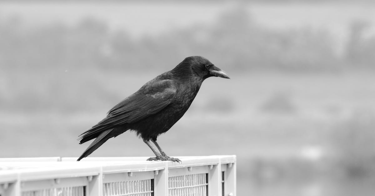 découvrez l'univers fascinant des corbeaux, ces oiseaux intelligents et mystérieux. apprenez-en plus sur leurs comportements, leur habitat et leur importance dans la culture et l'écosystème. plongez dans le monde des corbeaux et révélations étonnantes sur leur vie.