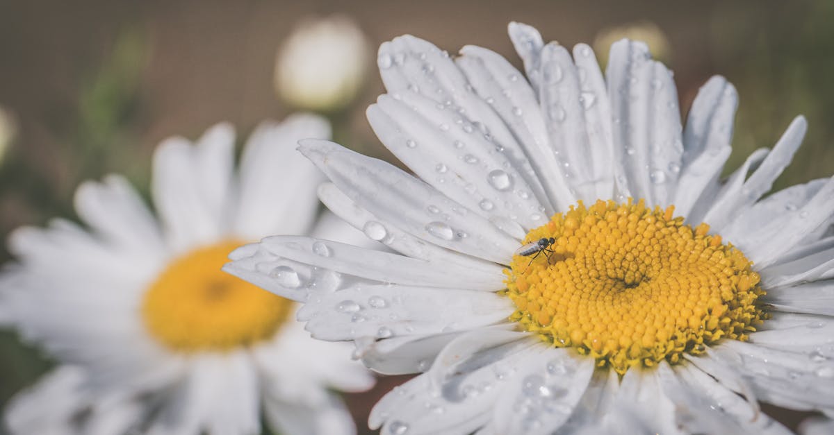 découvrez l'univers de daisy, une fleur emblématique symbolisant l'innocence et la pureté. explorez ses différentes variétés, son utilisation en jardinage et ses significations dans différentes cultures.