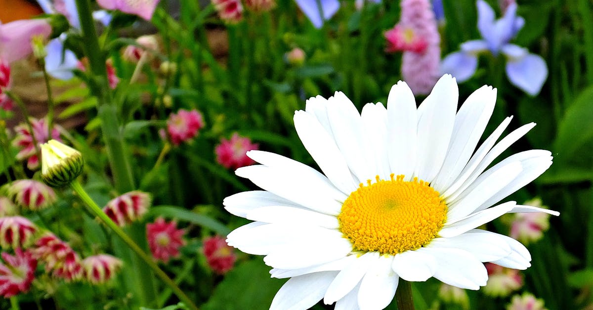 découvrez l'univers enchanteur de daisy, une collection de moments poétiques et de créations inspirantes qui célèbrent la beauté de la nature et l'art de vivre. explorez nos articles et laissez-vous séduire par l'élégance naturelle de daisy.
