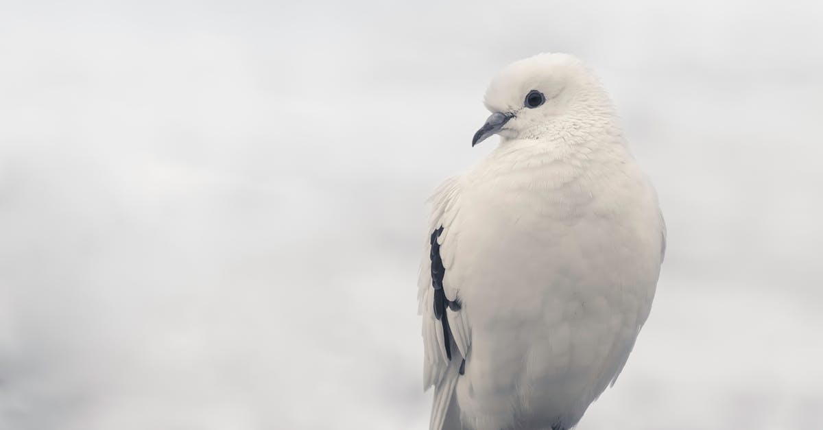 découvrez notre guide complet pour l'identification des oiseaux morts. apprenez à reconnaître les différentes espèces, leurs caractéristiques et les raisons de leur décès. une ressource essentielle pour ornithologues et passionnés de la nature.