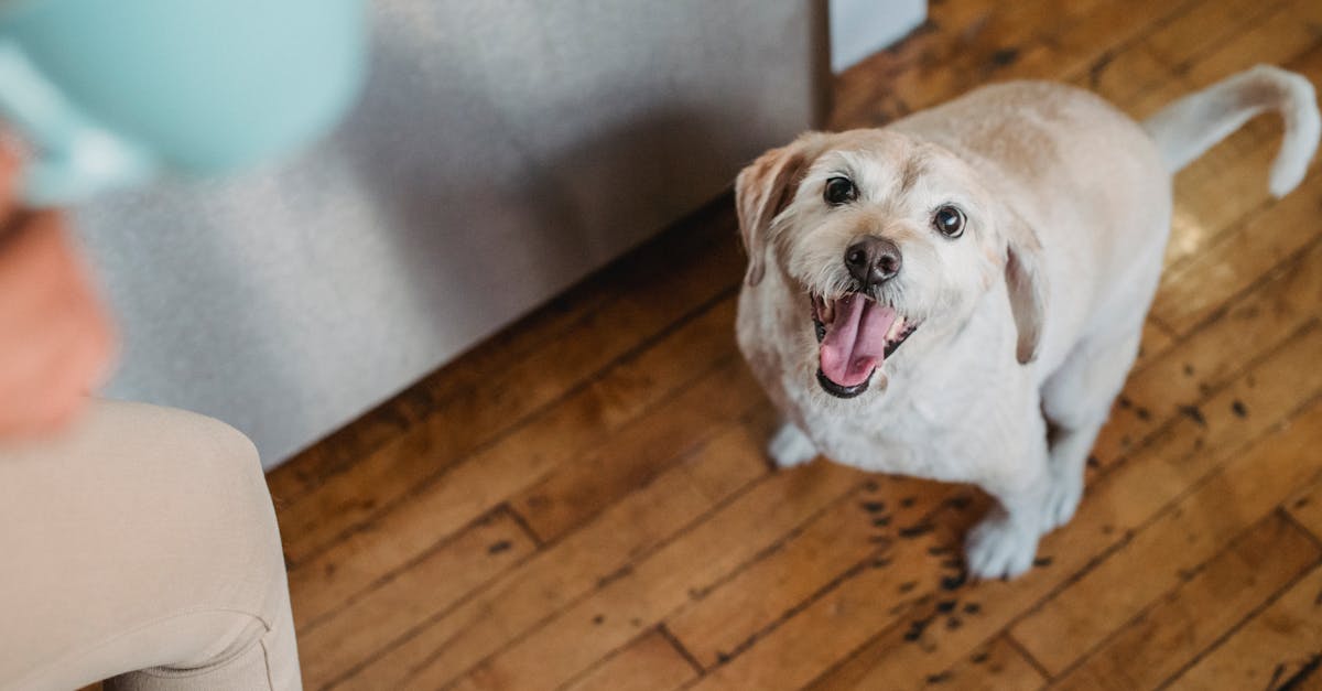 découvrez les races de chiens les plus chères au monde. explorez les caractéristiques, le coût d'acquisition et les soins nécessaires pour ces compagnons prestigieux qui peuvent ravir les passionnés d'animaux.
